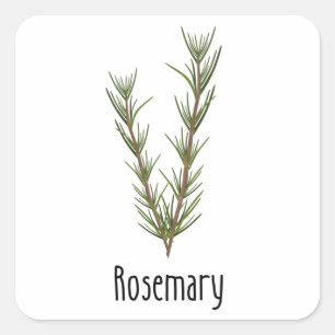 Sticker Carré Herbes d'épices de romarin