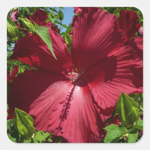 Sticker Carré Hibiscus Flower and Blue Sky