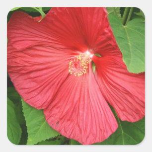 Sticker Carré Hibiscus Flower Bright Magenta