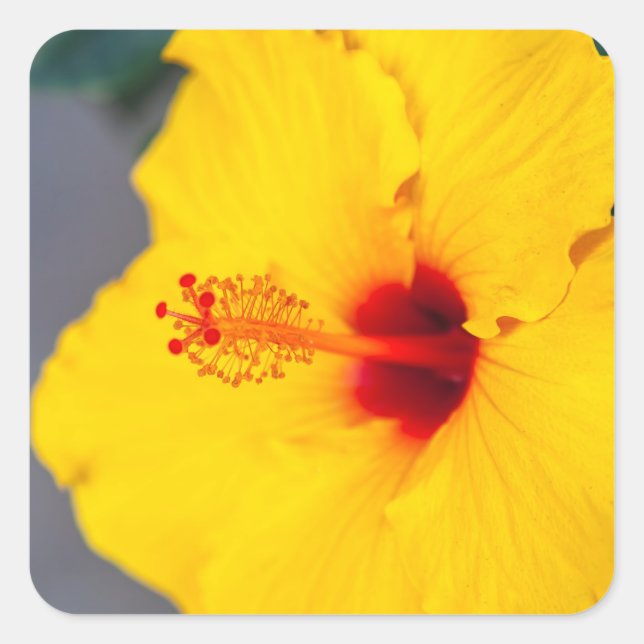 Sticker Carré Hibiscus jaune de près (Devant)