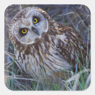Sticker Carré Hibou des marais