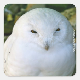 Sticker Carré Hibou des neiges