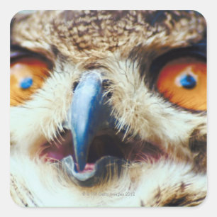 Sticker Carré Hibou observé par orange