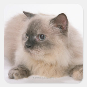 Sticker Carré Himalaya