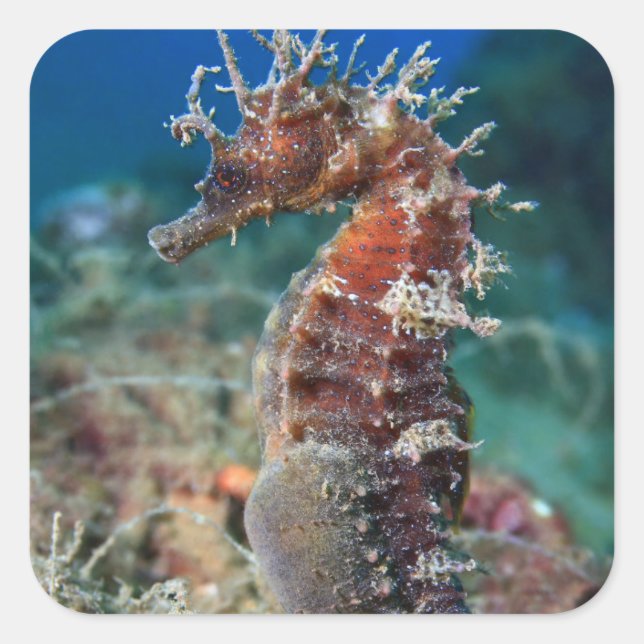Sticker Carré Hippocampe | Hippocampus Ramulosus (Devant)