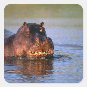 Sticker Carré Hippopotame dans la rivière