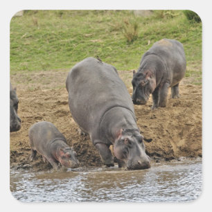 Sticker Carré Hippopotame, Hippopotamus amphibius, Serengeti