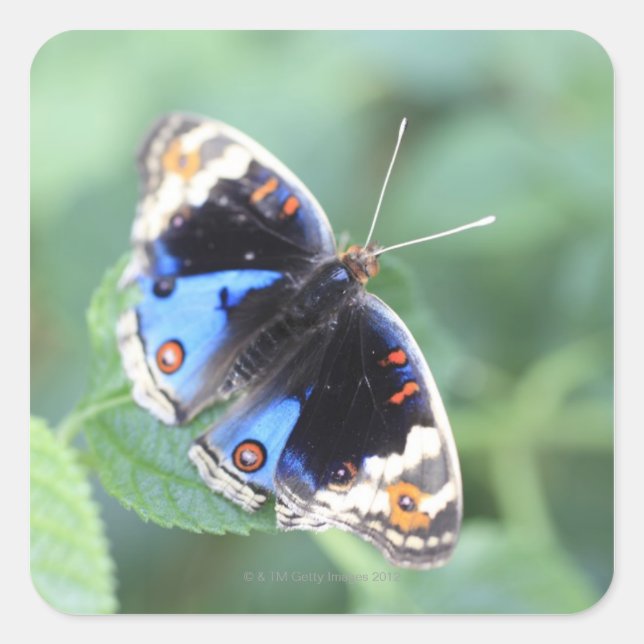 Sticker Carré Hodokubo, Hino, Tokyo, Japon 4 (Devant)