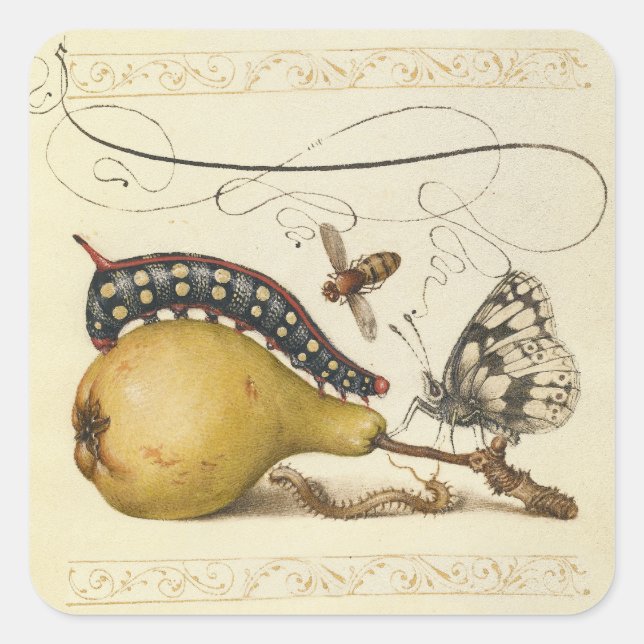 Sticker Carré Hoefnagel Vintage Poire & Insectes 1500 Renaissanc (Devant)