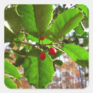 Sticker Carré Holly Feuilles II Vacances Nature Botanique