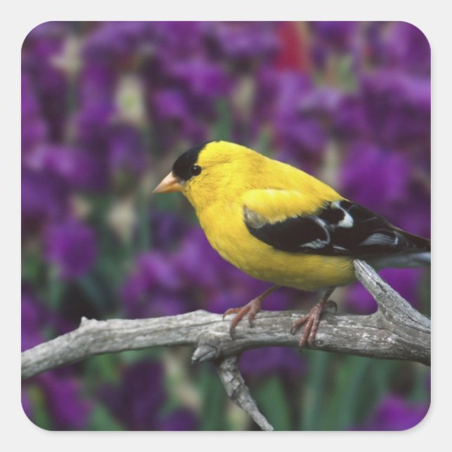 Sticker Carré Homme, Américain Goldfinch en plumage d'été, (Devant)