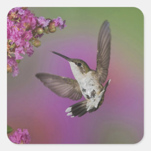 Sticker Carré Homme juvénile Ruby Throsé Hummingbird
