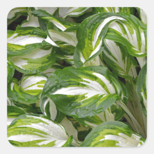 Sticker Carré Hosta feuille rayé vert et blanc