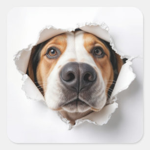 Sticker Carré Hound Dog Peeking À Travers Torn Papier Trou
