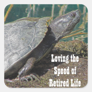 Sticker Carré Humour retraité Tortue basking Photo Lac Animal