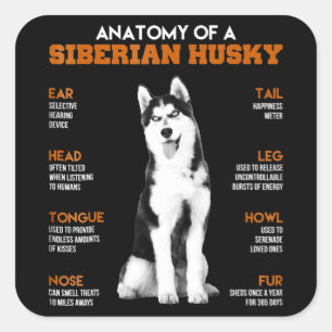 Sticker Carré Husky   Anatomie Des Chiens Husky Sibériens