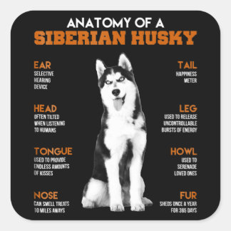 Sticker Carré Husky | Anatomie Des Chiens Husky Sibériens