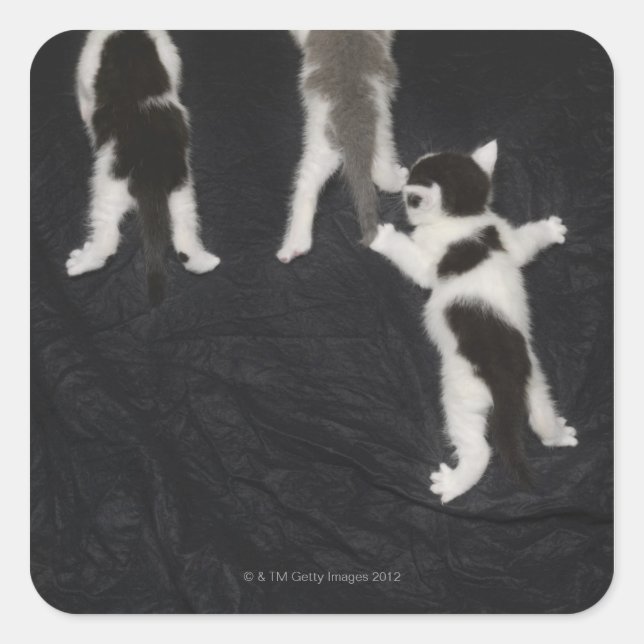 Sticker Carré Husky Puppy (Devant)