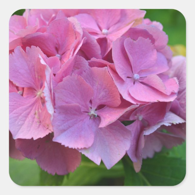 Sticker Carré Hydrangea à pompons roses Hortensia Fleur (Devant)
