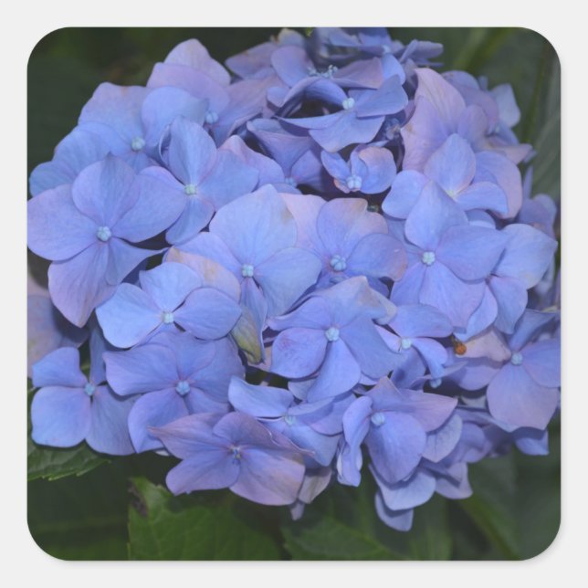 Sticker Carré Hydrangea macrophylla violette rustique (Devant)