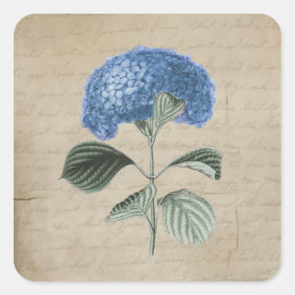 Sticker Carré Hydrangée bleue vintage sur le vieux parchemin