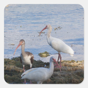 Sticker Carré Ibis birds on the shore of Florida Bay