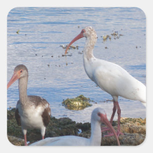 Sticker Carré Ibis birds on the shore of Florida Bay