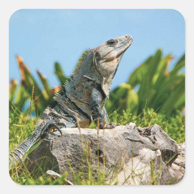 Sticker Carré Iguana (Devant)