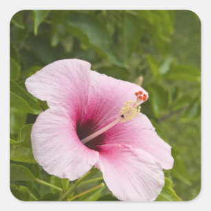 Sticker Carré Îles Cook, Atiu. Fleur d'hibiscus.