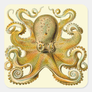 Sticker Carré Illustration antique de pieuvre monstre marin