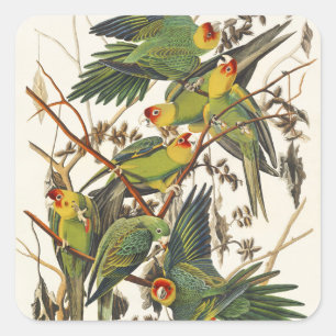Sticker Carré Illustration Audubon Carolina Parrot Bird