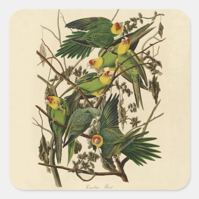 Sticker Carré Illustration Audubon Carolina Parrot Bird (Devant)