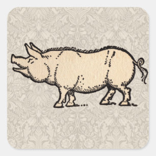 Sticker Carré Illustration de cochon antique mignon vintage