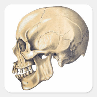 Sticker Carré Illustration de l'anatomie crânienne vintage