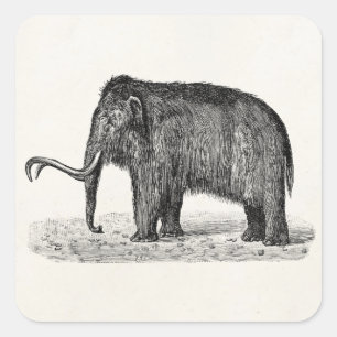 Sticker Carré Illustration de mammouth laineux vintage Mammoths 