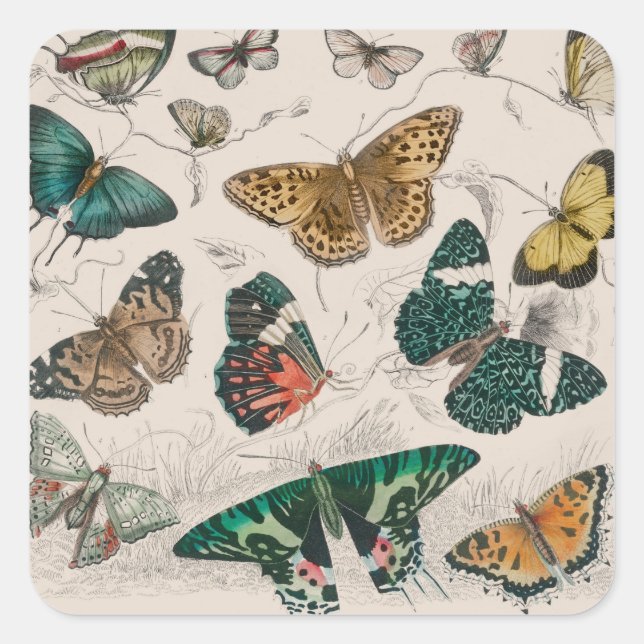 Sticker Carré Illustration de papillon antique : 1820 Orfèvre (Devant)