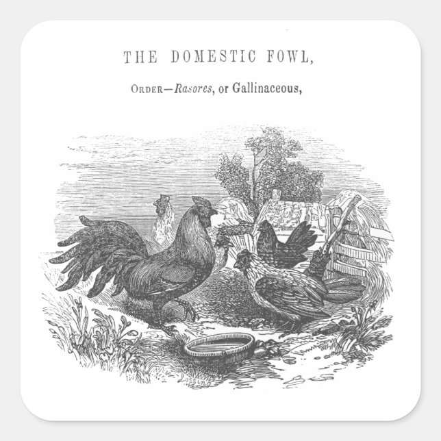 Sticker Carré Illustration de stylo et d'encre vintages (Devant)