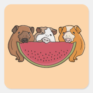 Sticker Carré Illustration des Cochons de Guinée et de la pastèq