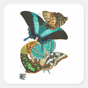 Sticker Carré Illustration des papillons Vintages E.A. Séguy