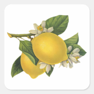 Sticker Carré Illustration vintage citrons