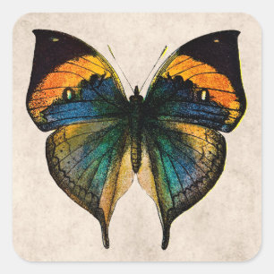 Sticker Carré Illustration vintage de papillon - papillons
