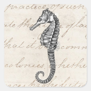 Sticker Carré Illustration vintage des années 1800 de l'Hawaiian