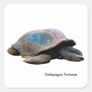 Sticker Carré Image de tortue pour Carré-Stickers-Glossy