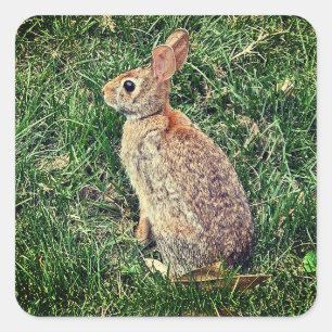Sticker Carré Image d'un lapin