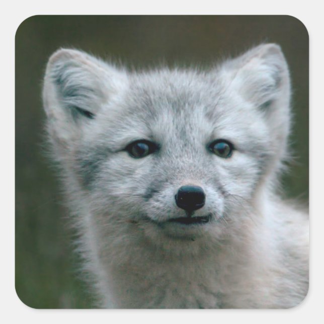 Sticker Carré Images Getty | Arctic Fox Kit (Devant)