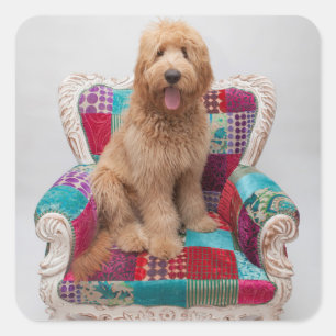 Sticker Carré Images Getty   Cute Goldendoodle