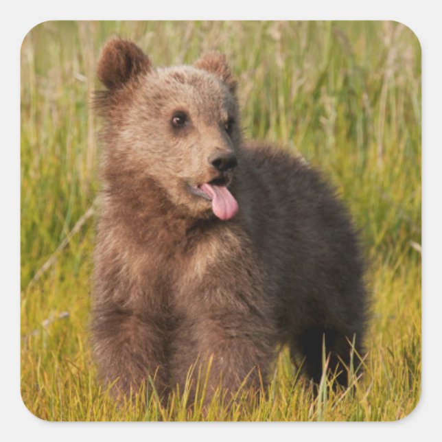 Sticker Carré Images Getty | Drôle bébé ours (Devant)