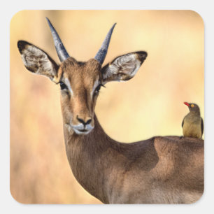 Sticker Carré Impala et Oiseau d'Oxpecker en Afrique