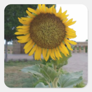 Sticker Carré Impression d'art de tournesol