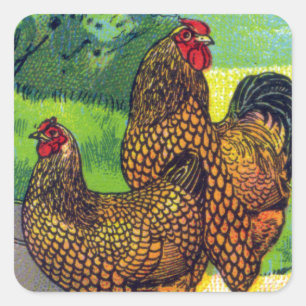 Sticker Carré Impression vintage de poulet